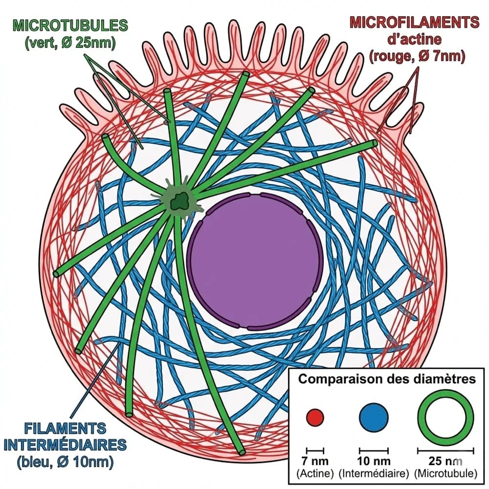 Le cytosquelette, vue d'ensemble — schéma du cours Medeos, biologie cellulaire, chapitre 3