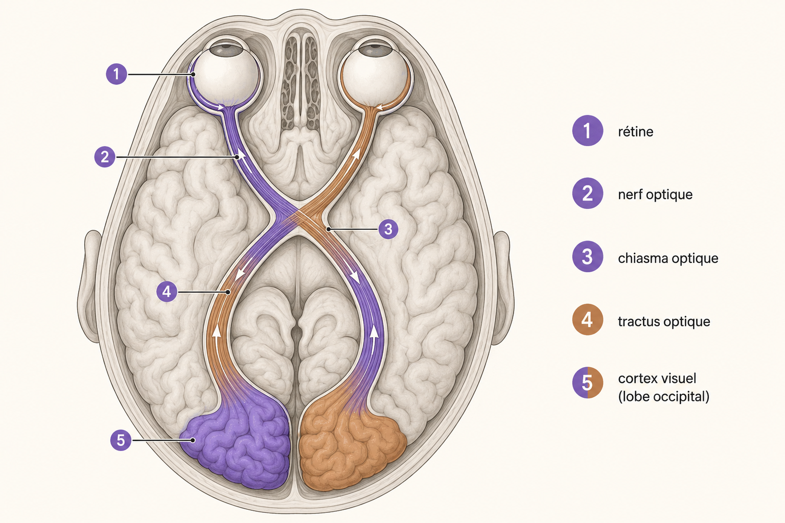 La voie visuelle : rétine → nerf optique → chiasma → cortex occipital