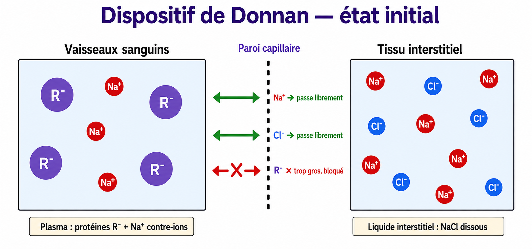 L'effet Donnan : protéines négatives piégées dans le capillaire, équilibre des ions, eau rappelée