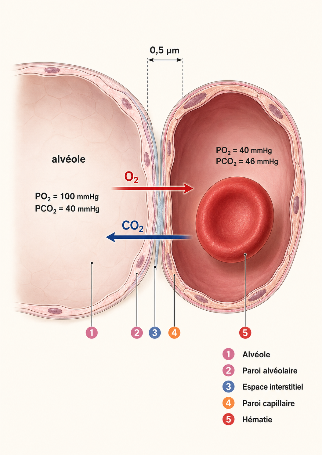 La membrane alvéolo-capillaire de 0,5 µm : diffusion de l'O2 et du CO2 par gradient